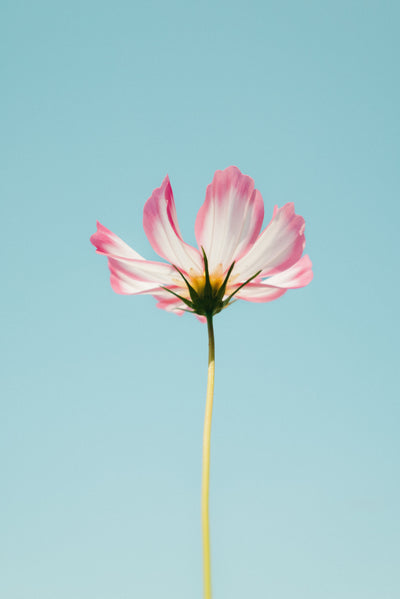 single white flower with pink edges against an aqua blue sky