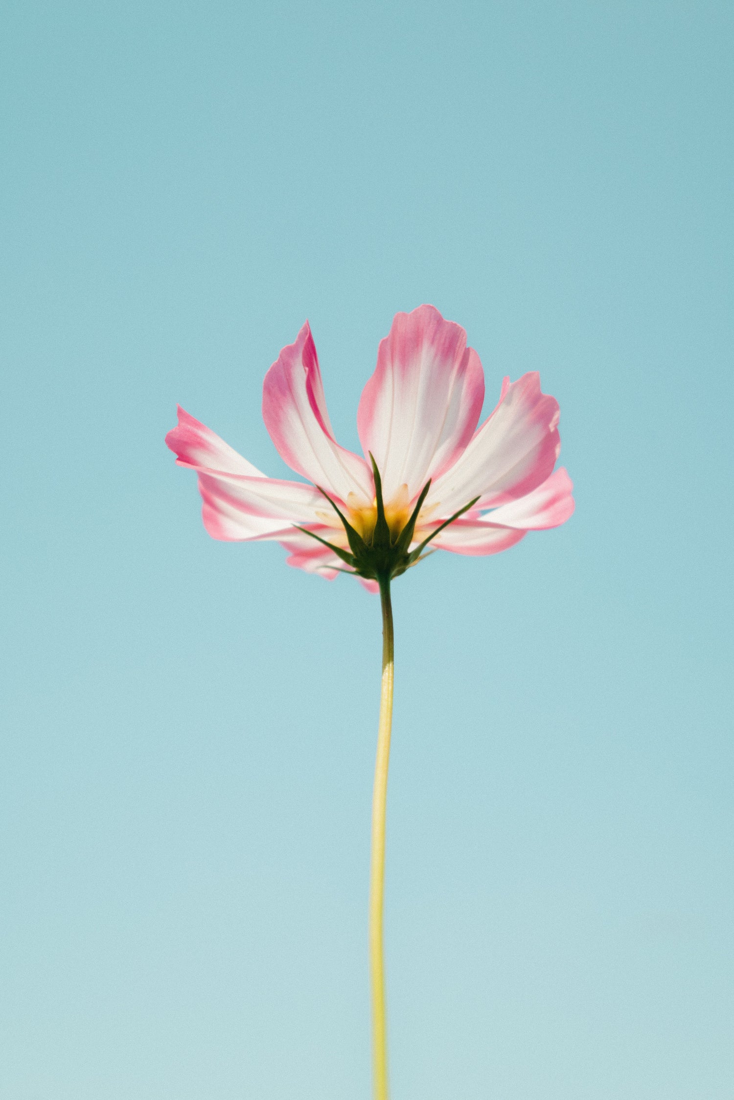 single white flower with pink edges against an aqua blue sky
