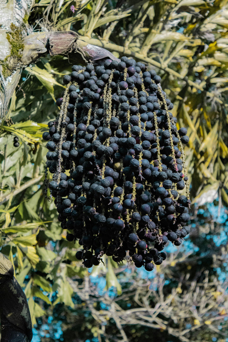 Cluster of Acai berries hanging from a branch with green leaves in the background
